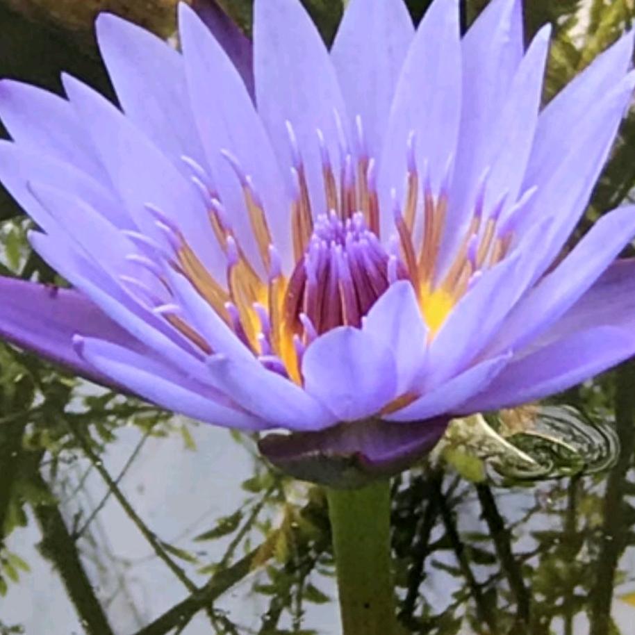 芬