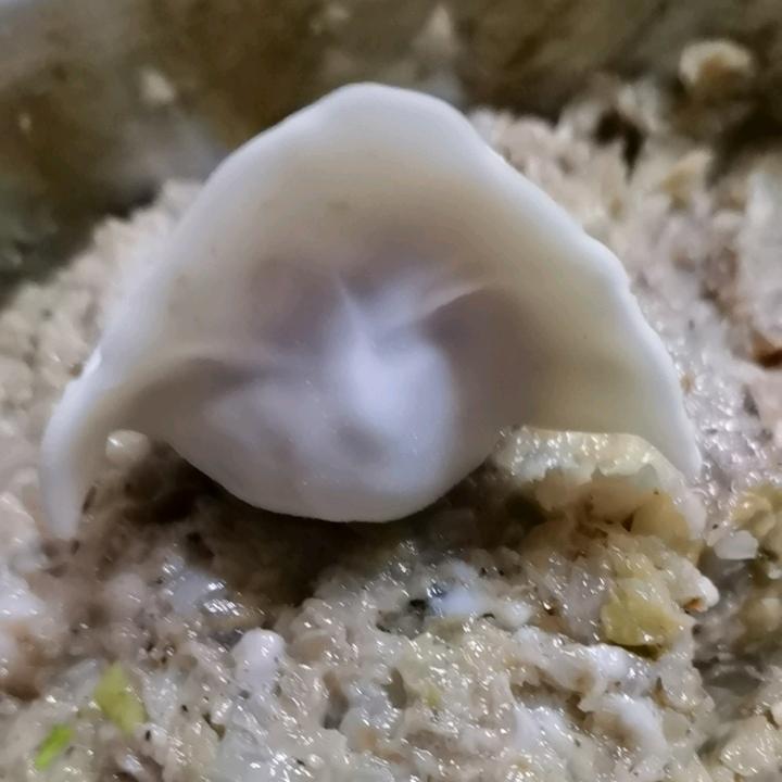 海鸥🐔