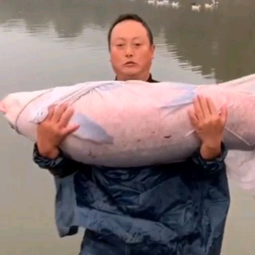 丁家庄拔巨青