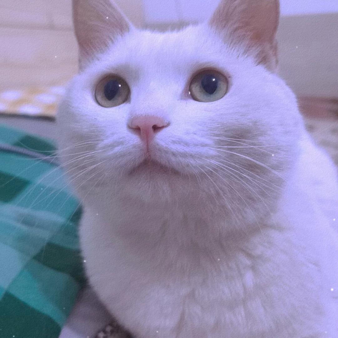 陆离