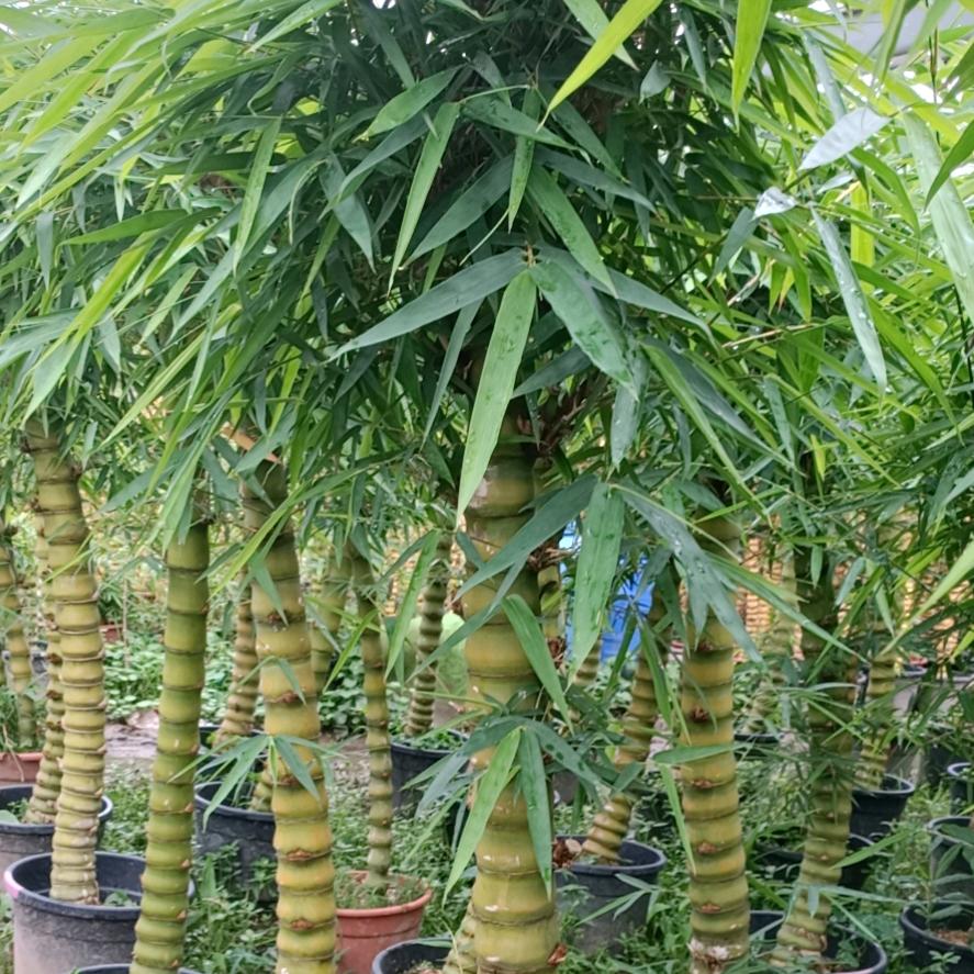 梵蔓花卉
