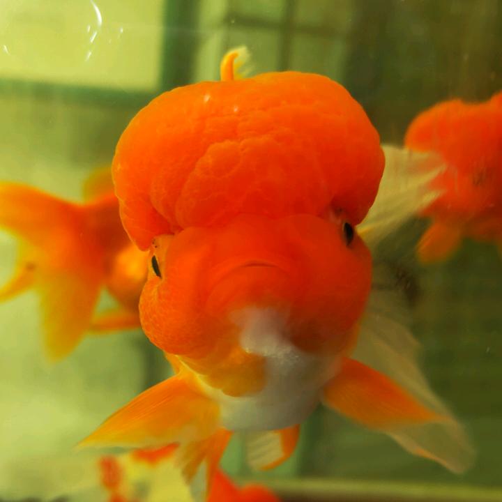 流年似水，前易返难