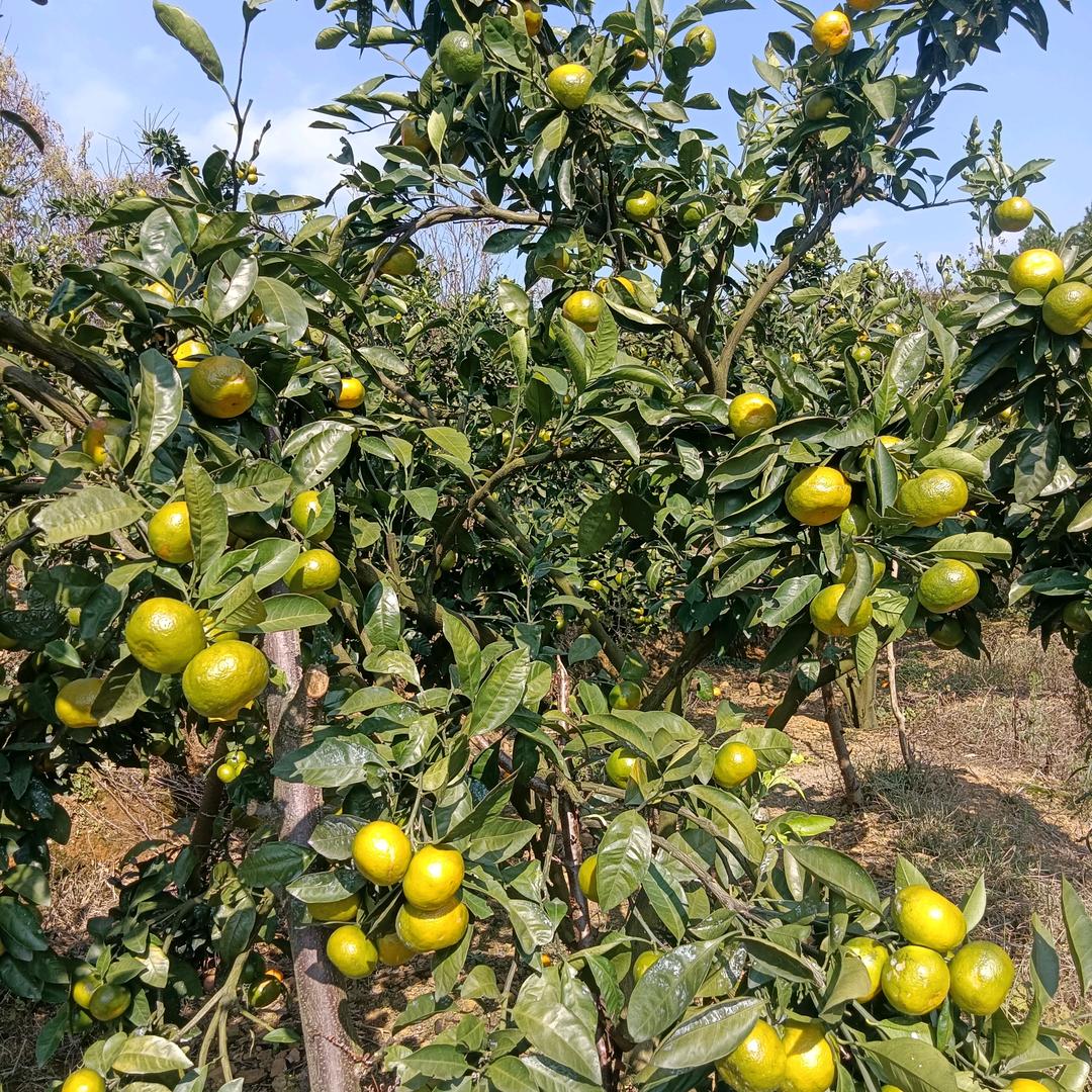 苦命的人不要想天真的事