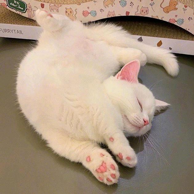 你是猪