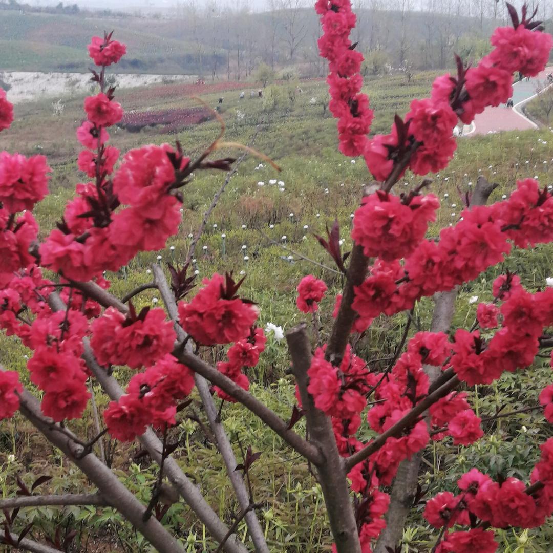 🌸小楠楠🌸