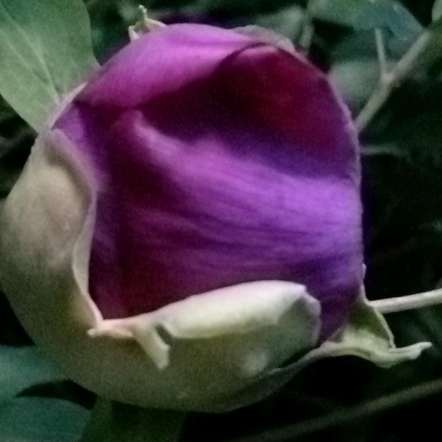 山茶花