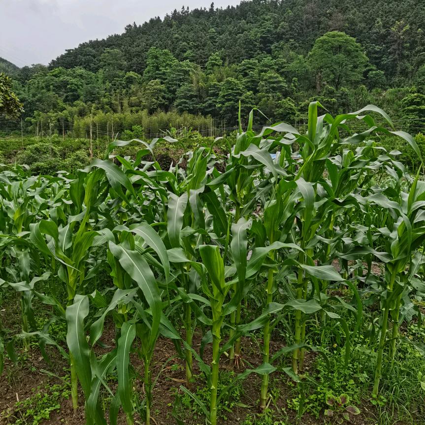 潇洒无牵挂