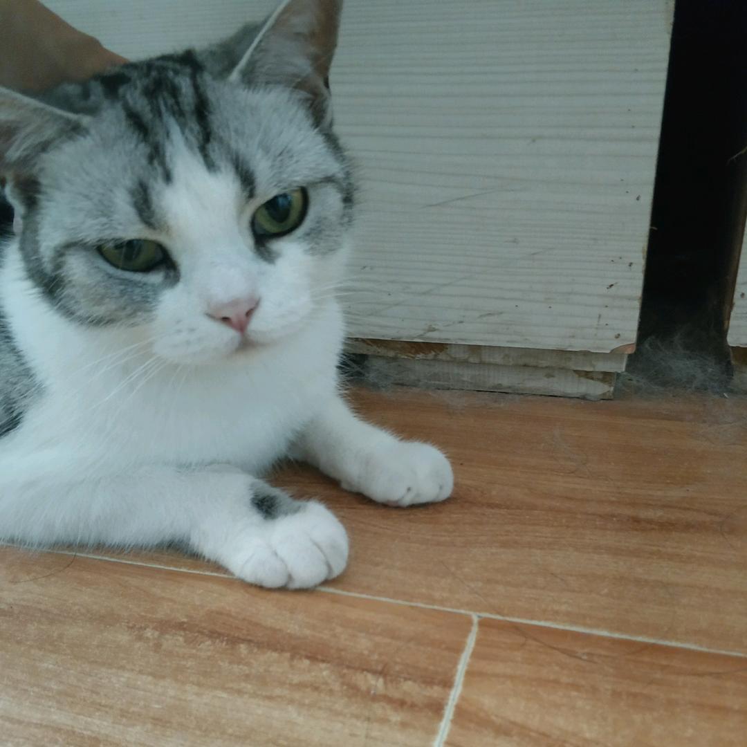 猫娘九黎今天也是萌萌哒