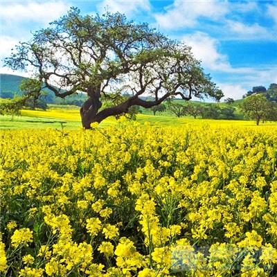 武都科三杨教练