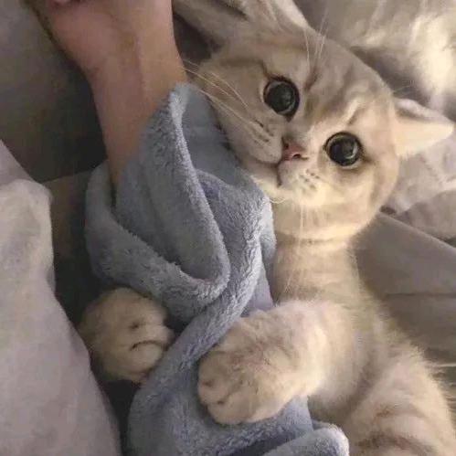 胖胖是只喵⚡🐰🦊