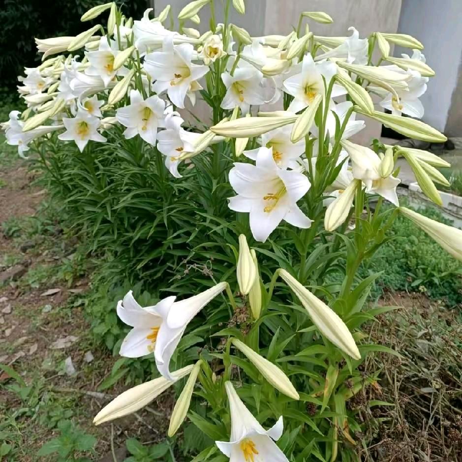 枫林叶落