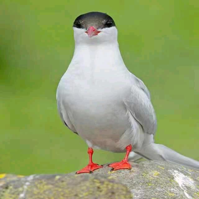 若口引氏
