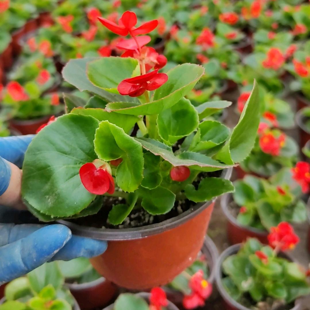 西安时令草花批发