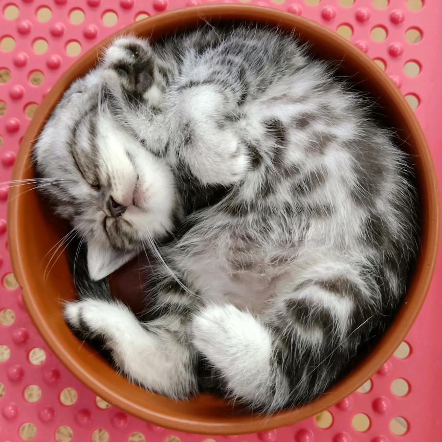 鸿卓日常
