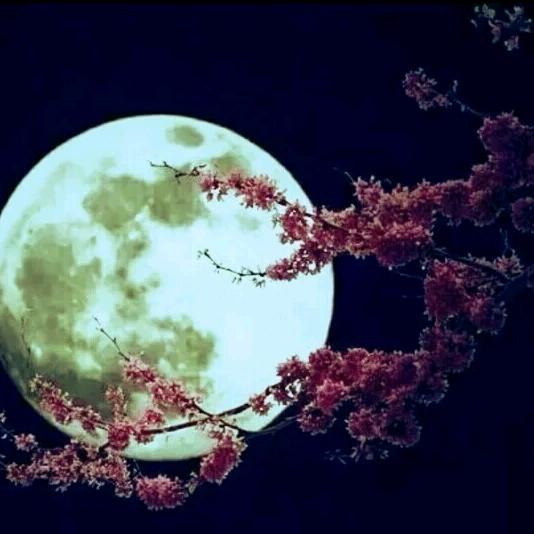 ꧁꫞꯭风花雪月꫞꧂