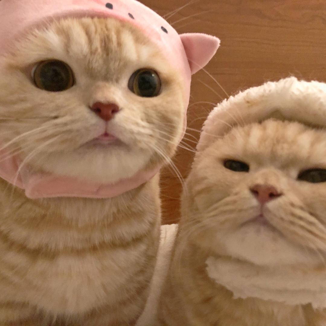西柚