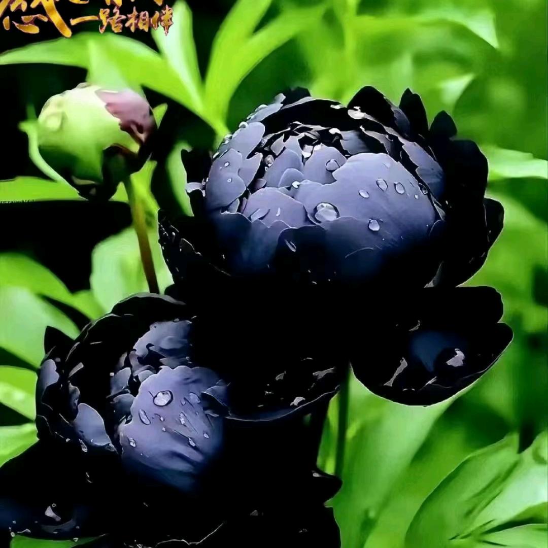 境悟自然🙏