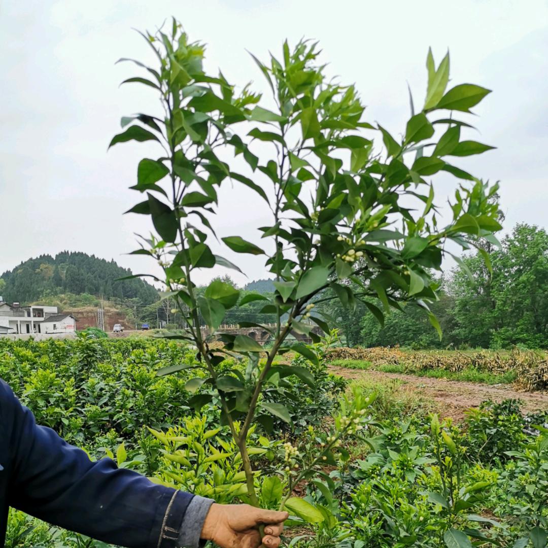 资阳柑橘苗木 七里香基地