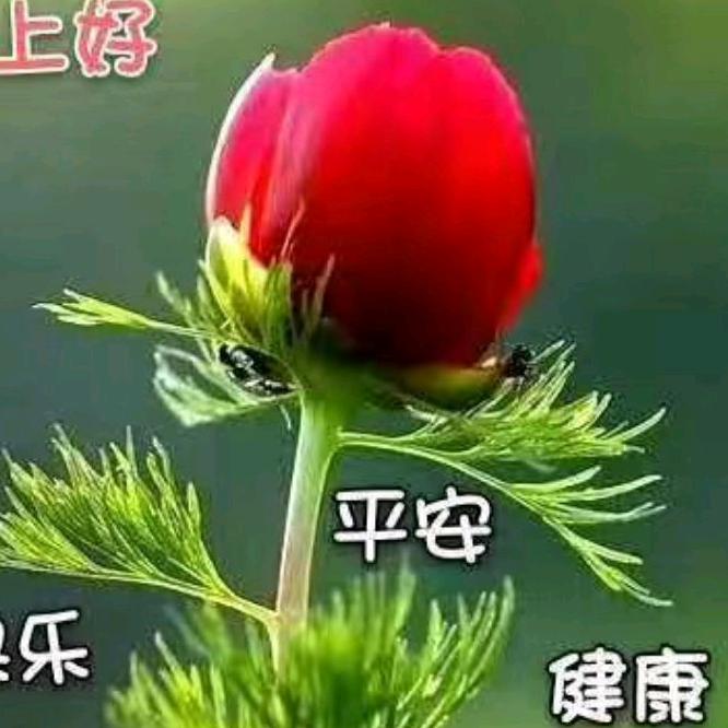 真的是一种