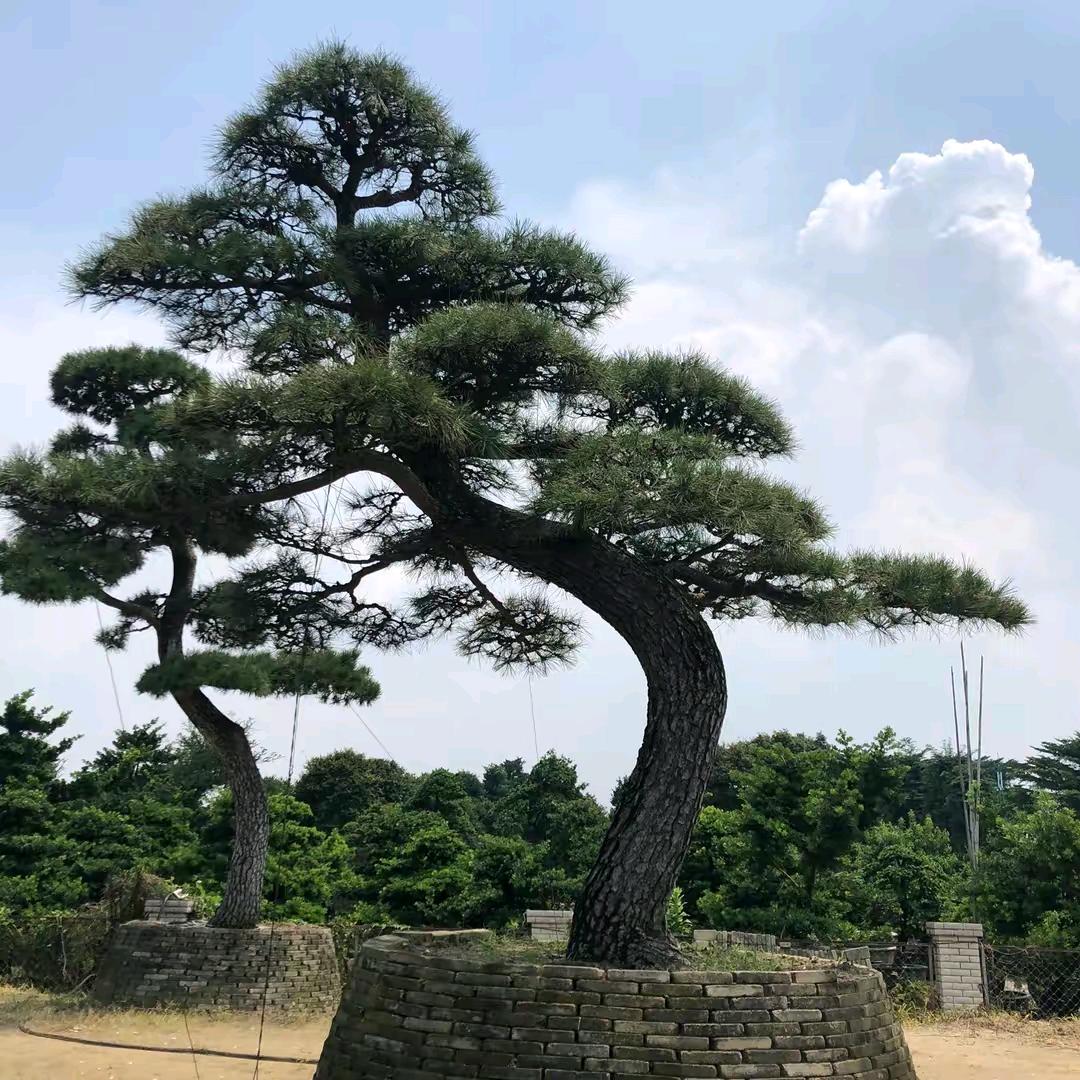 子福园艺