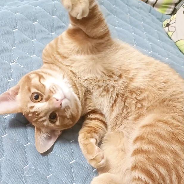 小陈的猫