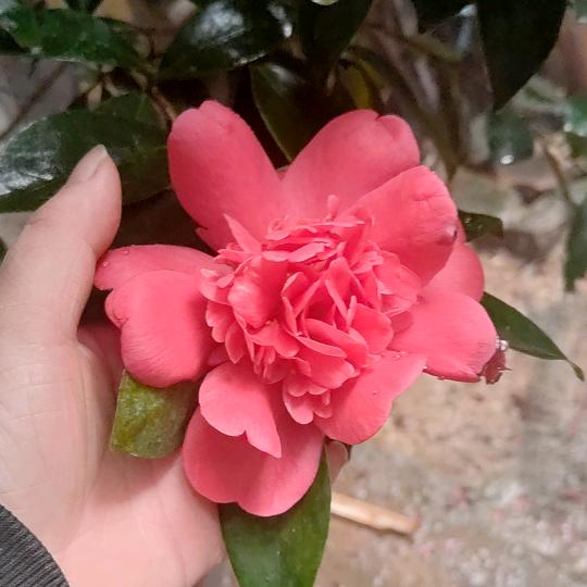 太菜了