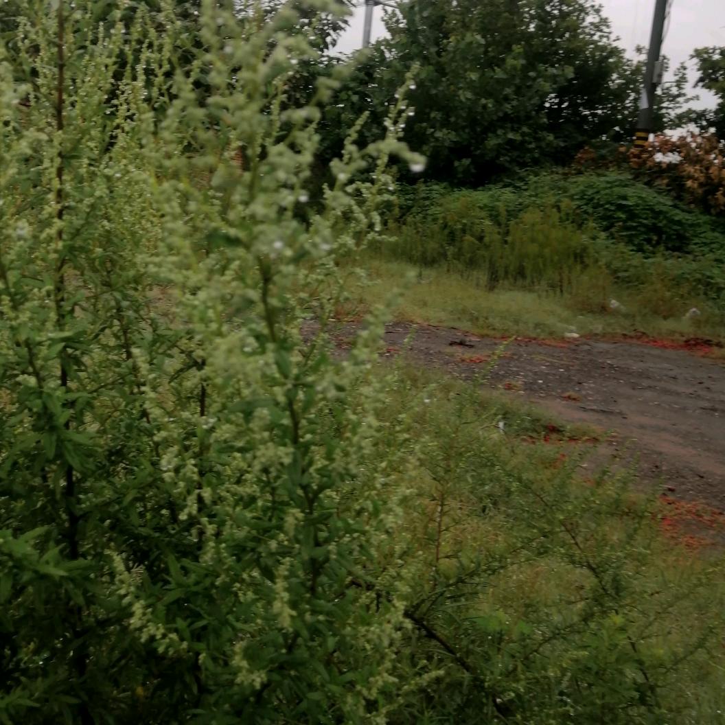 樊磊。奋发涂墙。