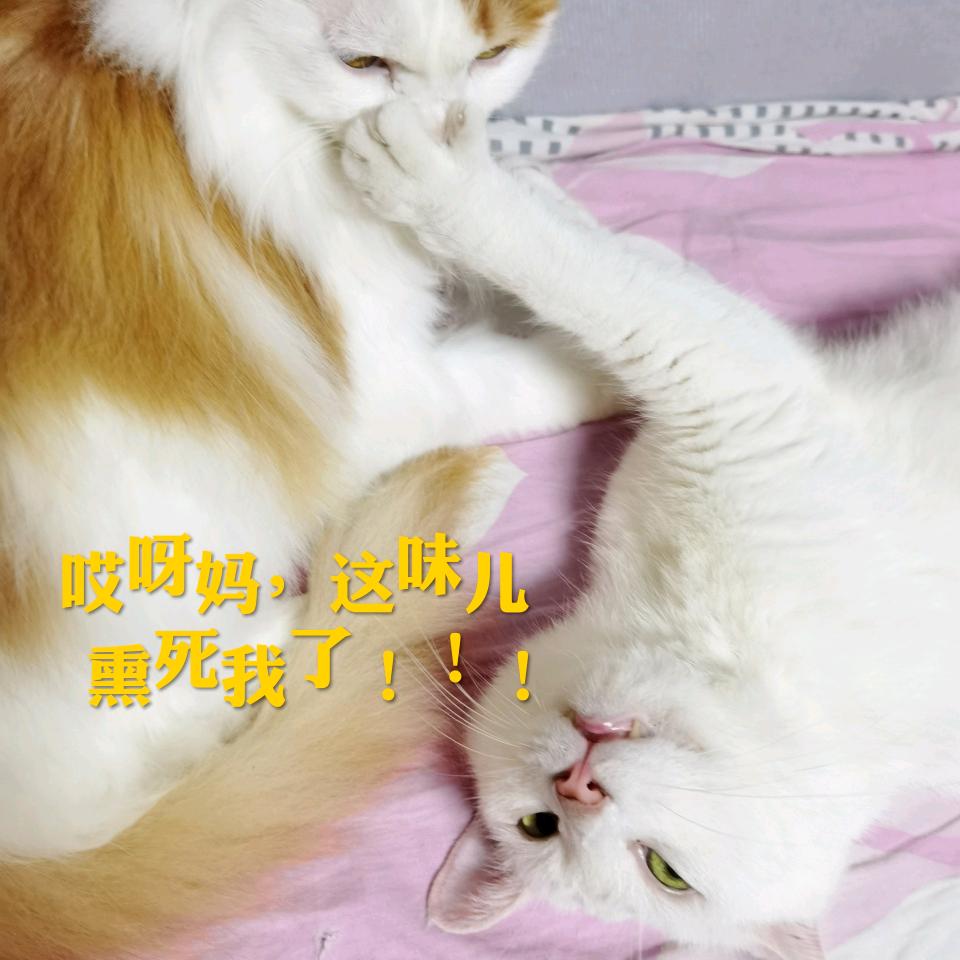 老小喵和淘小麦