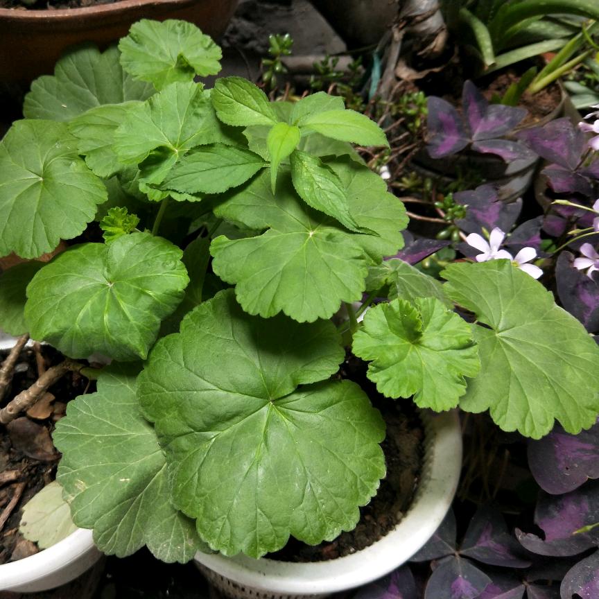 馫樾洗护清洁坊