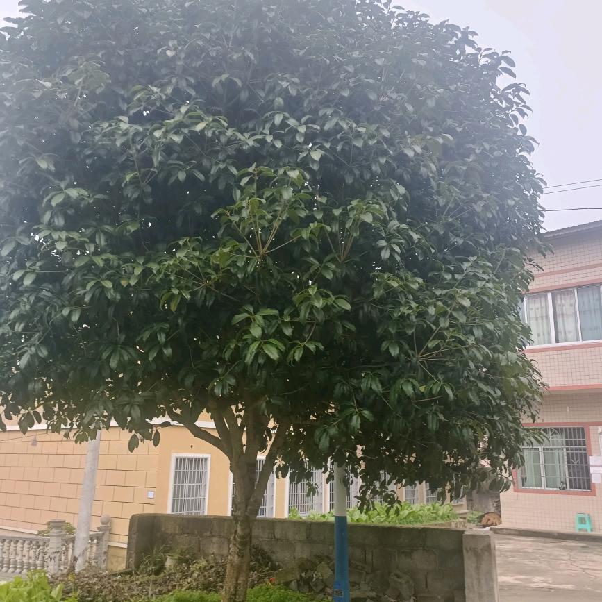 陈仁秀