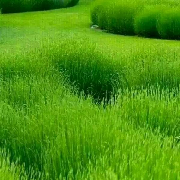 田园风光