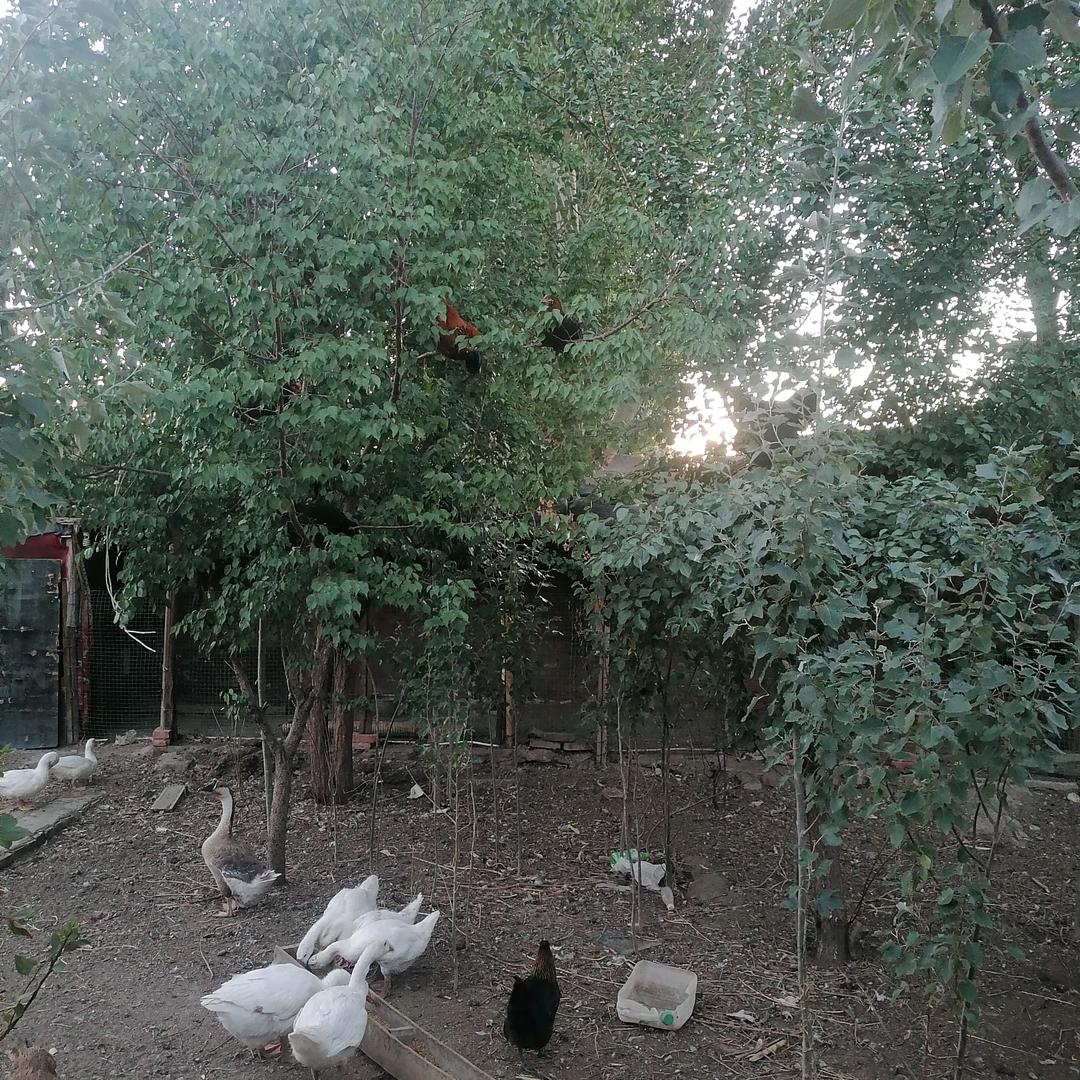 各种精品，牧羊犬，猎狼犬繁殖