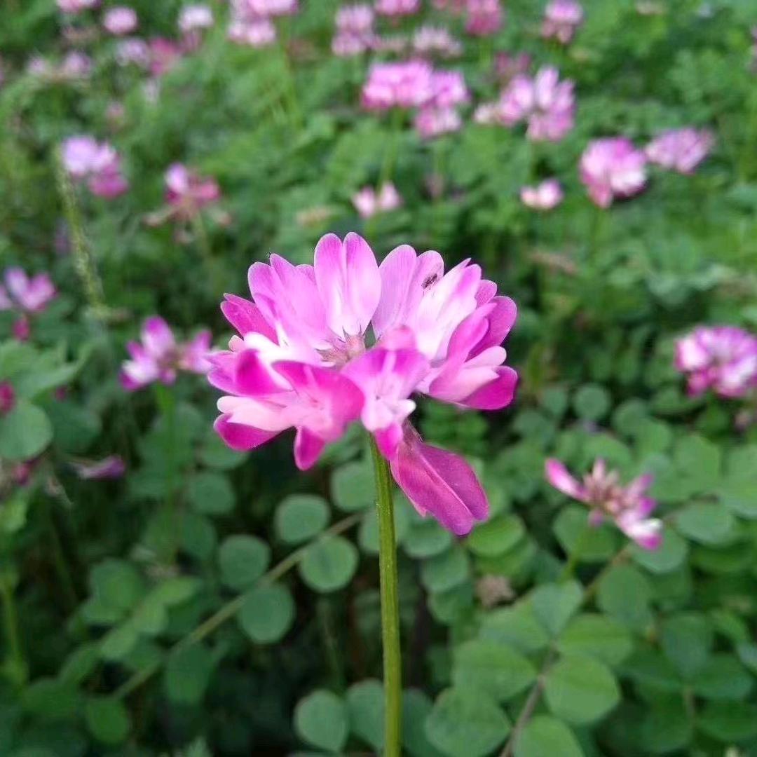 点彩绿化工程有限公司