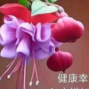 惠惠