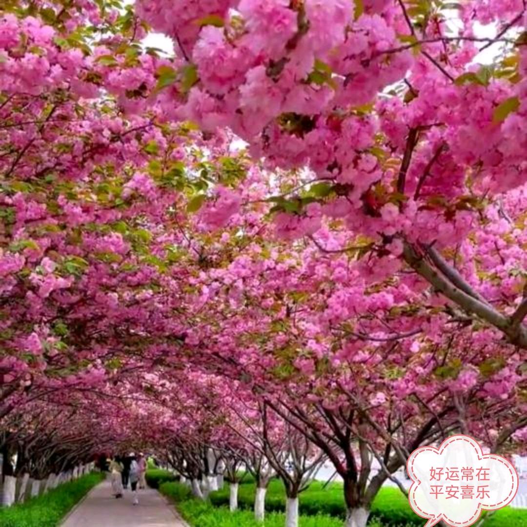 三月桃花