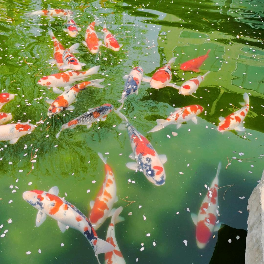 富贵竹666666