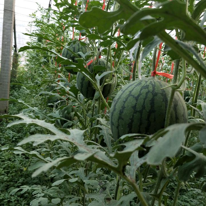 京军富硒西瓜种植经营部