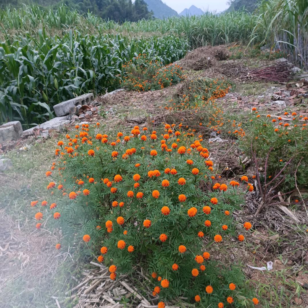 花间…辞