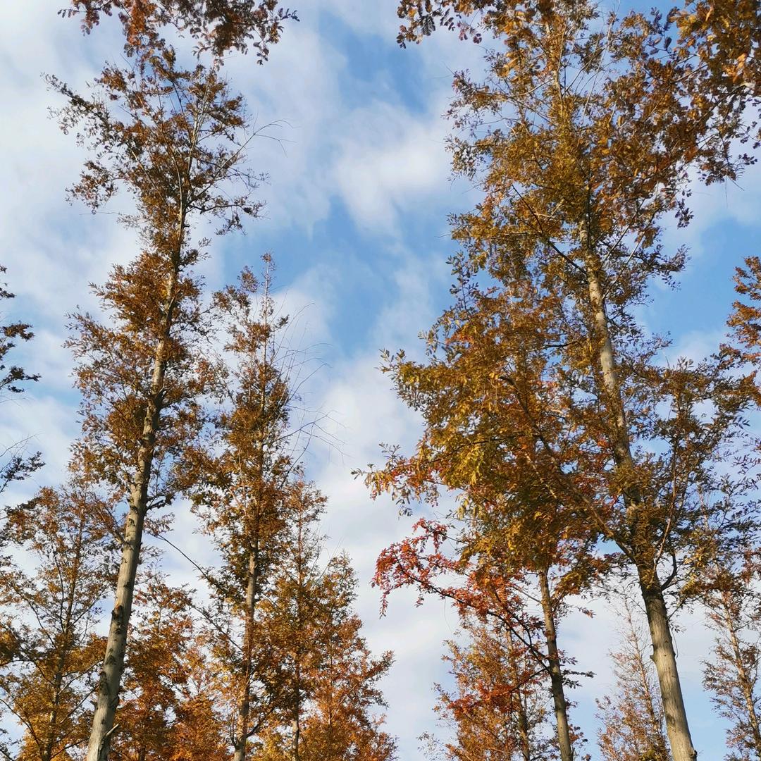 老馬聊发少年狂