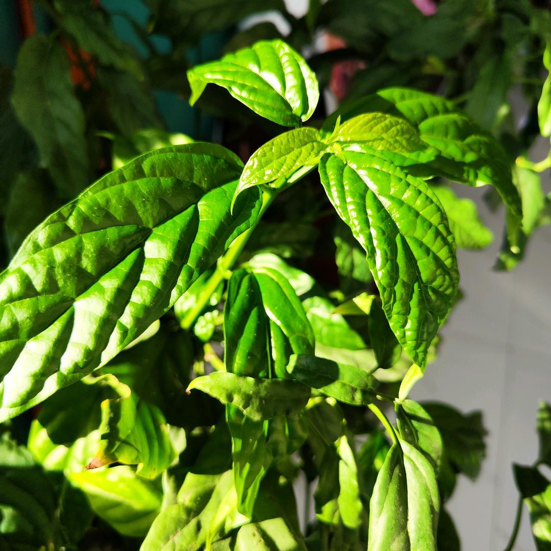 老恒香食品百货店