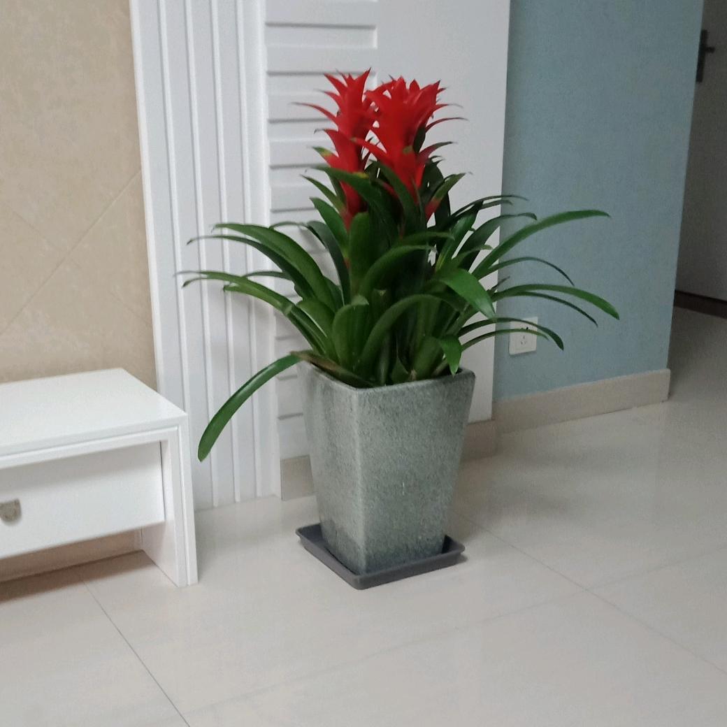 花开花谢