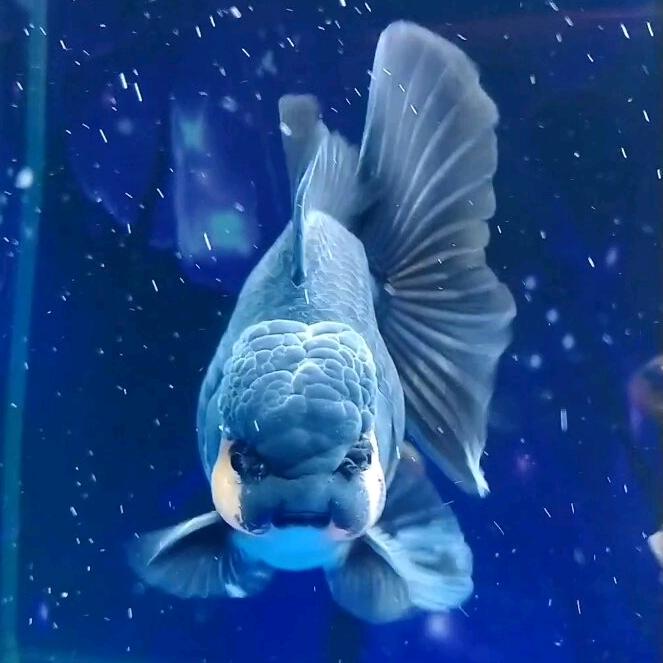 飞哥