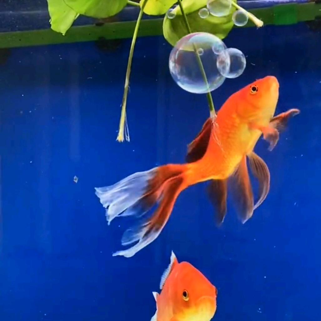 年年有鱼🐠🐠