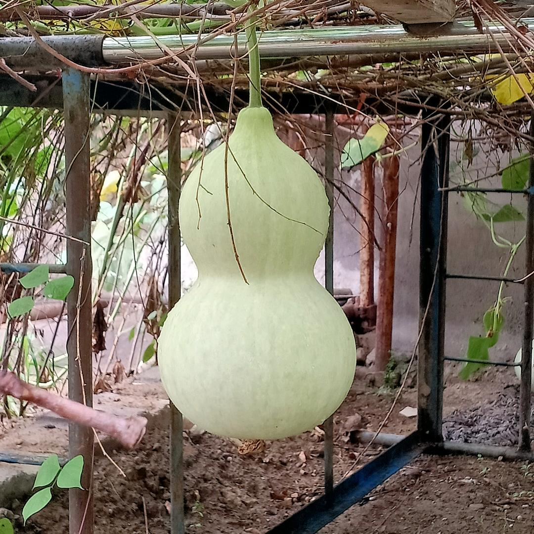 老刘爱葫芦