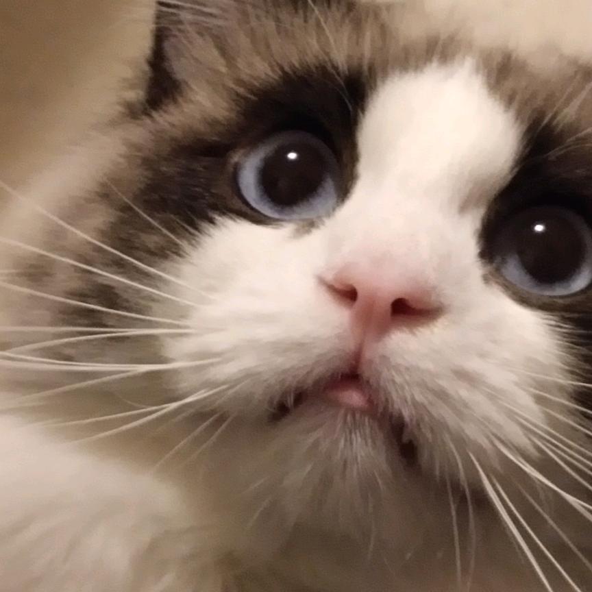 一只猫🐱