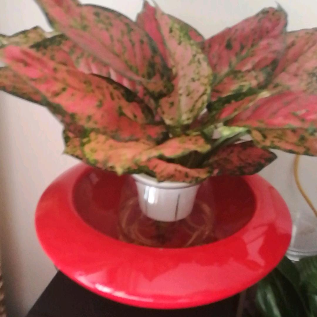 韩珍珍