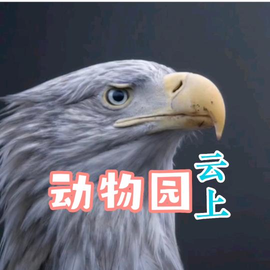 贝尔同行