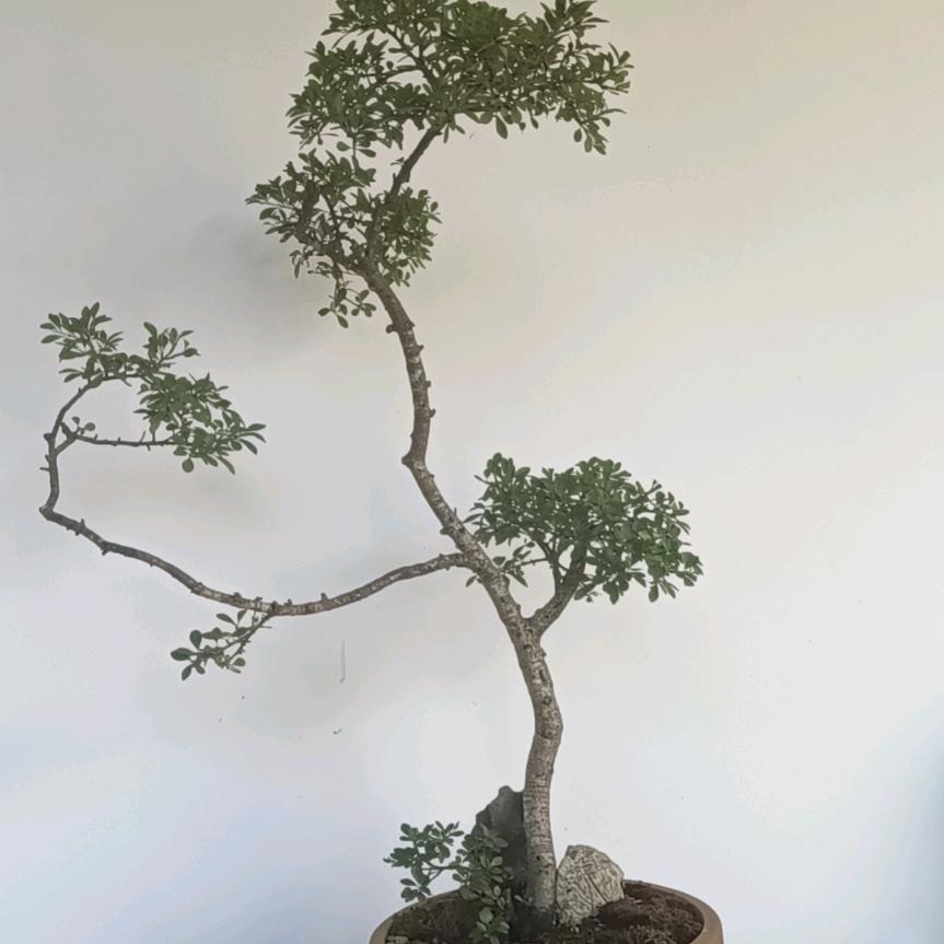 晨禧盆景