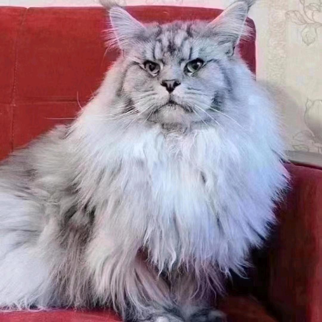 ༺ཌༀó寶 爺òༀད༻宠物小猫。小狗