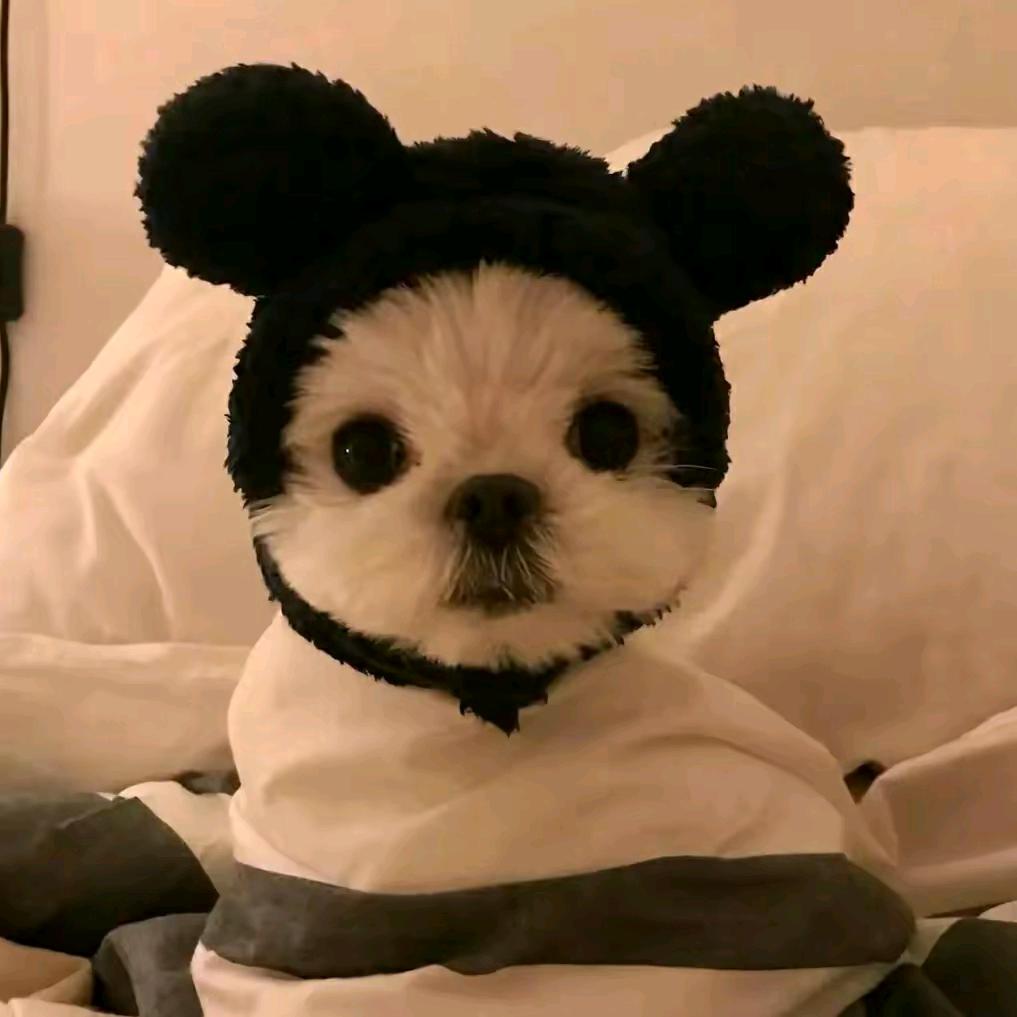 骑着蜗牛追导弹🐯